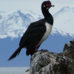 Cormorans